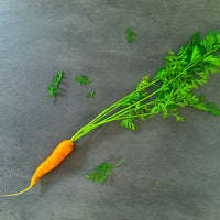 Growing Carrots
