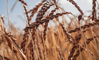 Spelt and Ancient Grains