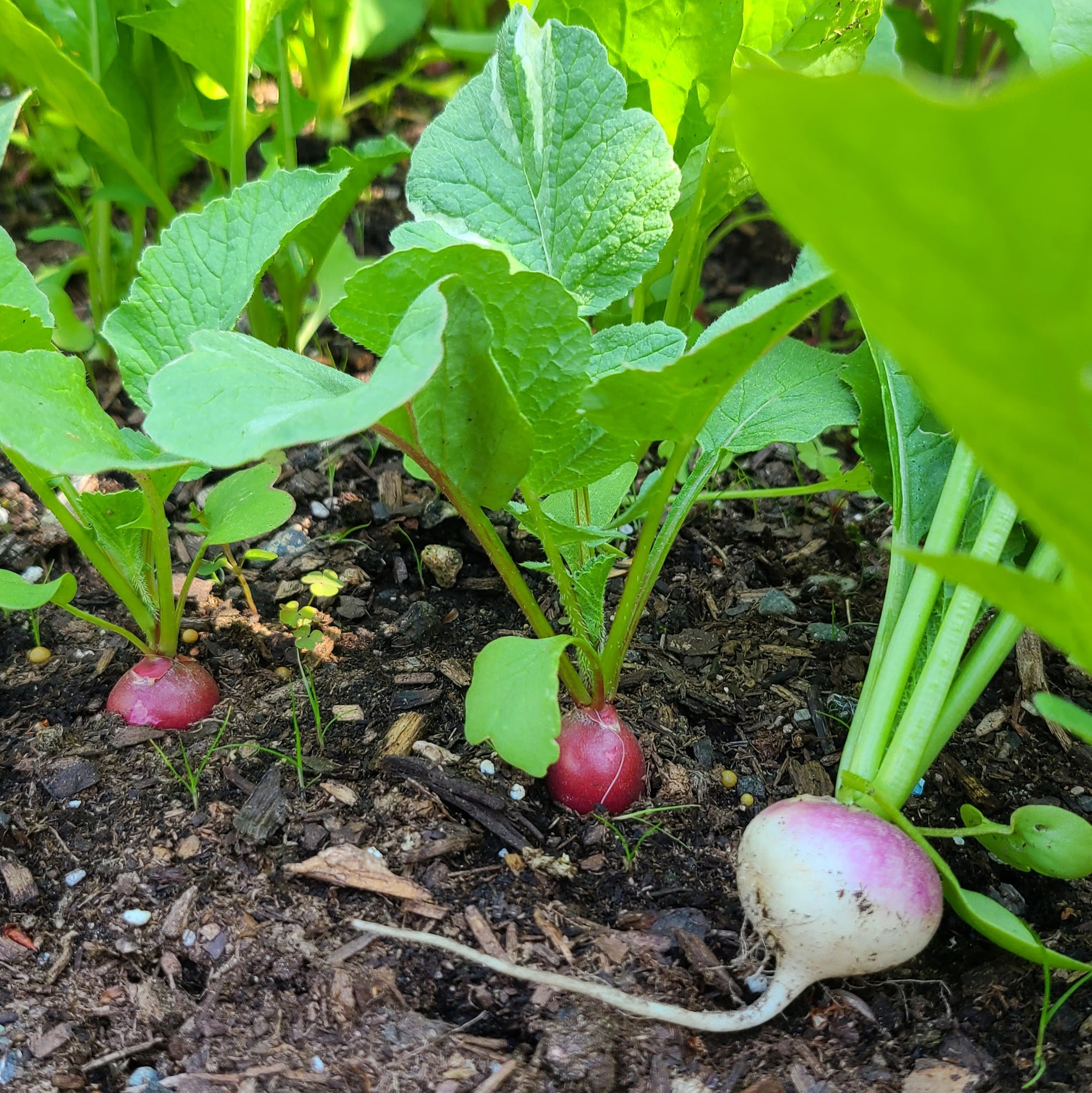 <!-- V3 -->2025 Garden Plan & Consultation<br><b>Repeat Customer Only!</b>