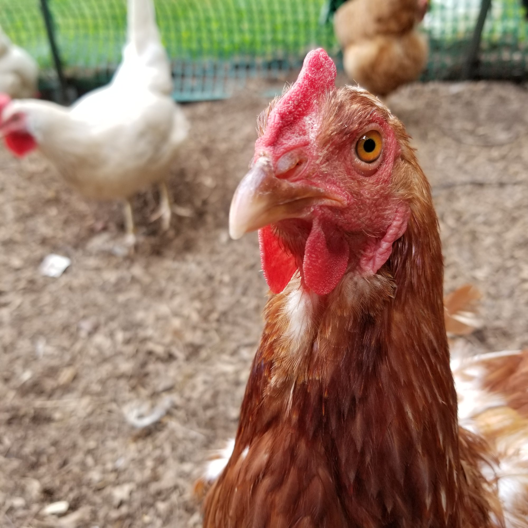 <!-- V4 -->Virtual Consultation for Backyard Chickens
