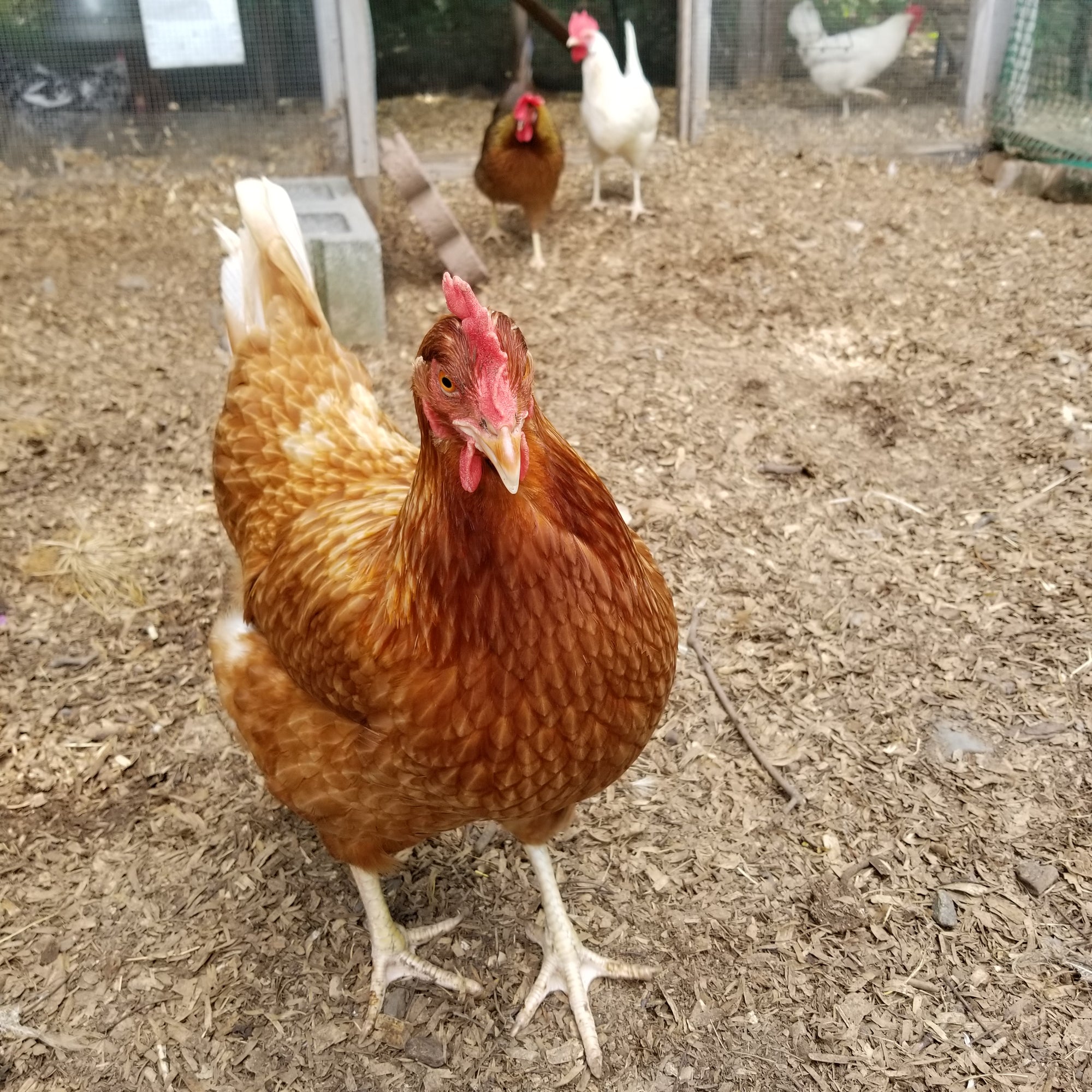 <!-- V4 -->Virtual Consultation for Backyard Chickens