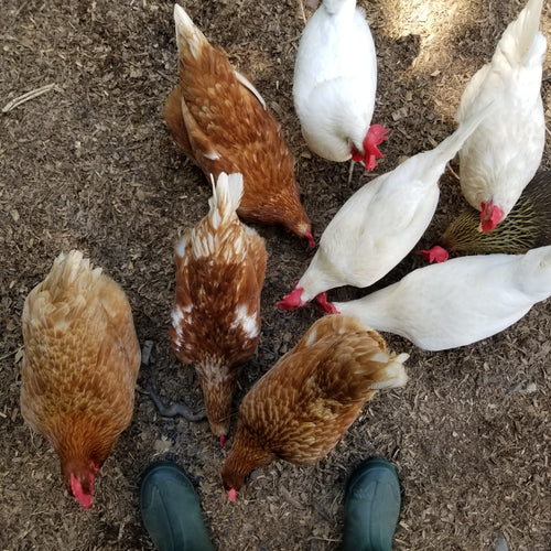 <!-- V4 -->Virtual Consultation for Backyard Chickens