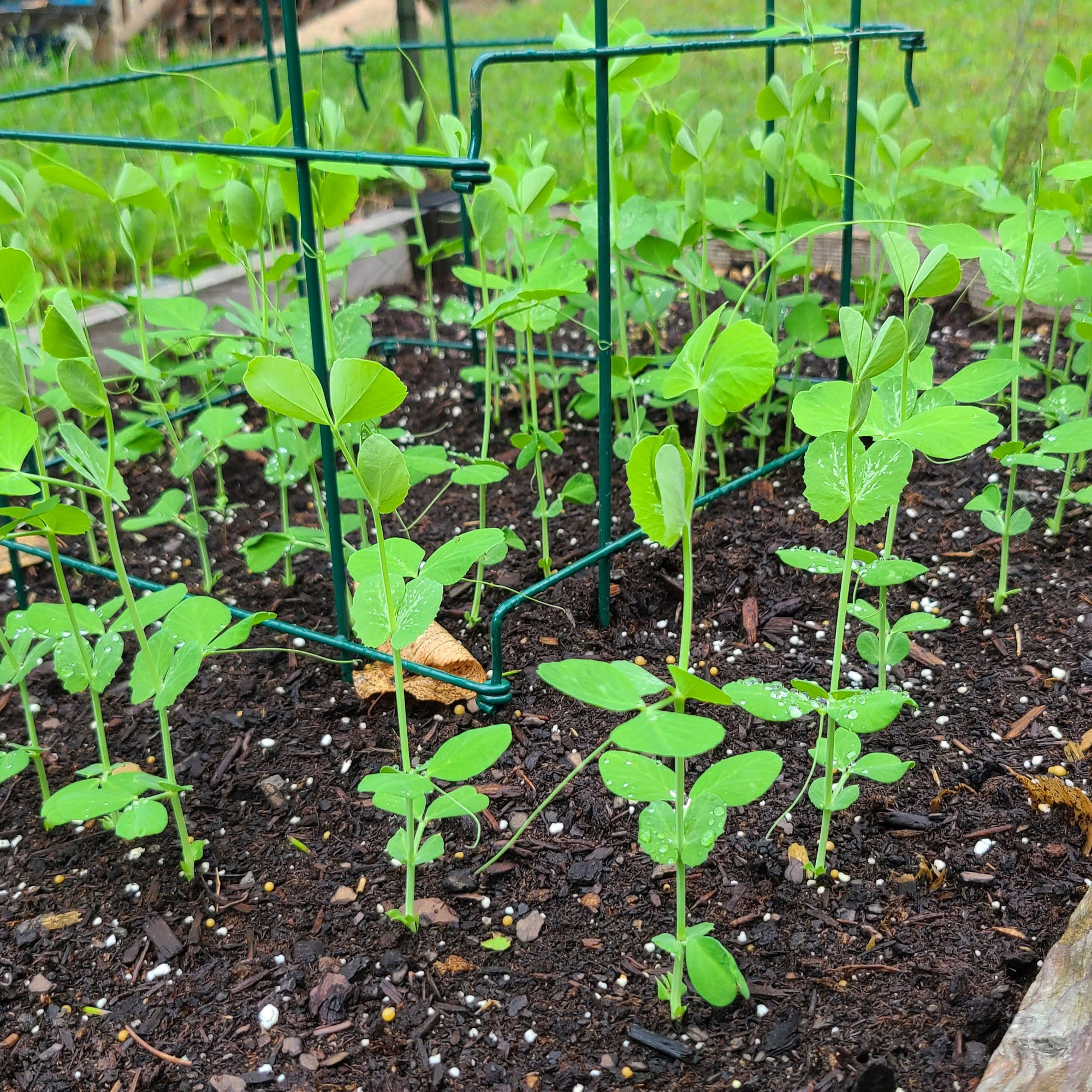 <!-- V2 -->Virtual Garden Consultation