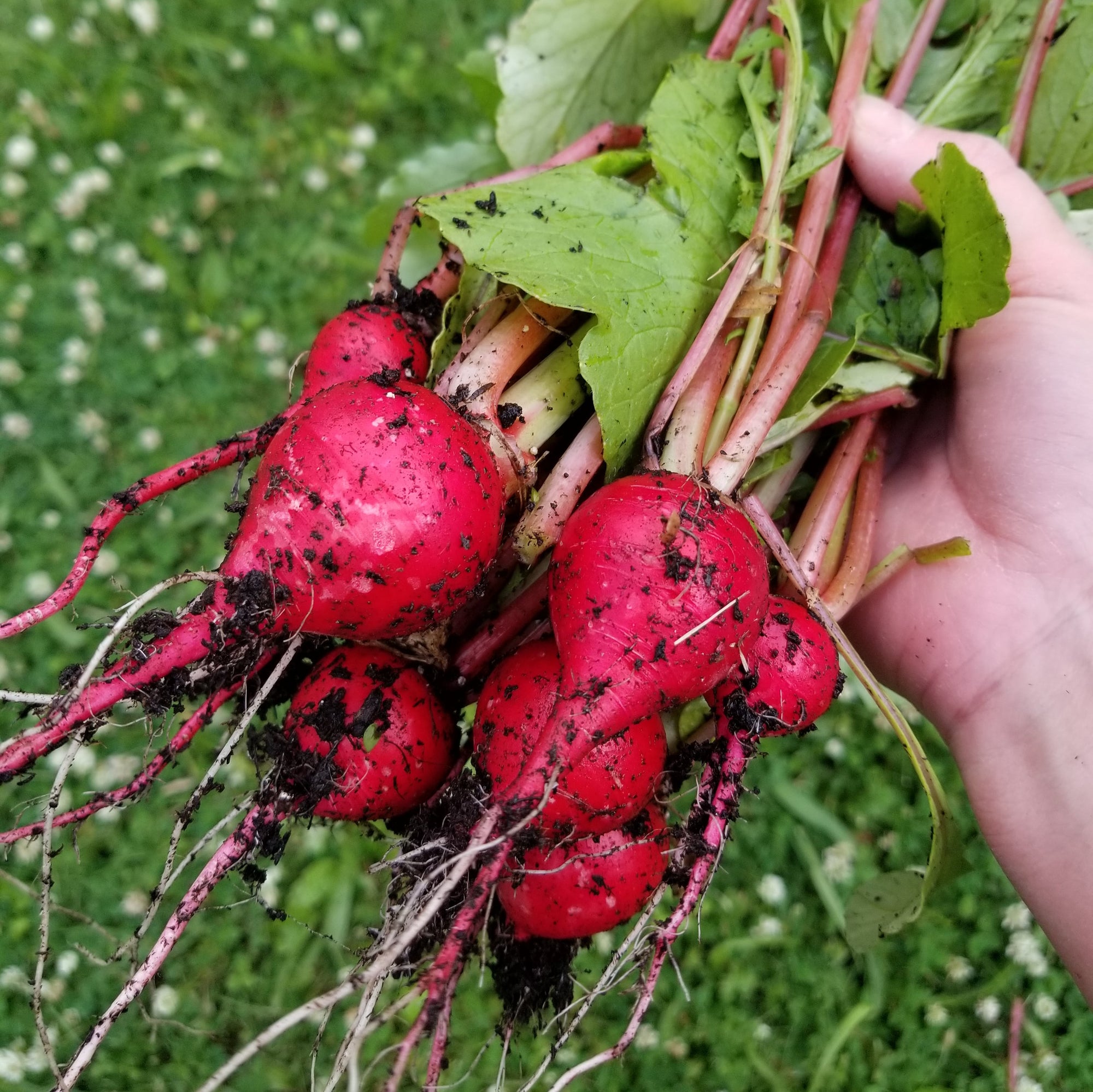 <!-- V1 -->In Person Garden Consultation<br><b>Monsey area ONLY</b>