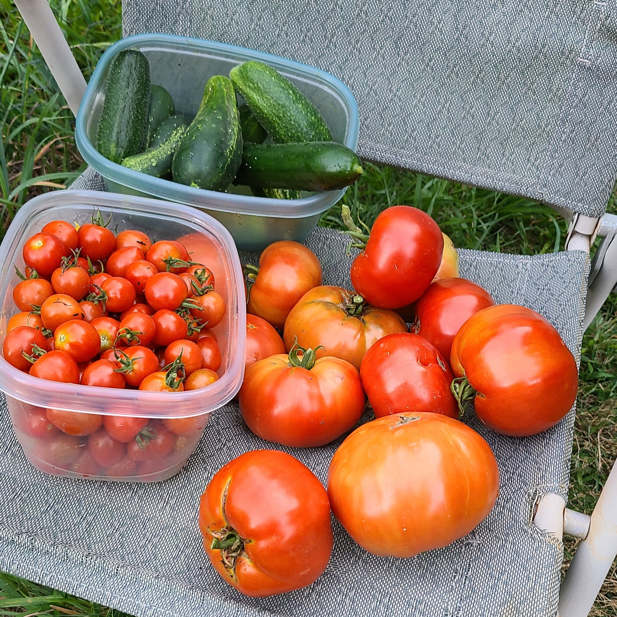 <!-- V1 -->In Person Garden Consultation<br><b>Monsey area ONLY</b>